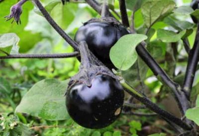 歡迎訪(fǎng)問(wèn)湖北兆至農(nóng)業(yè)投資集團(tuán)股份有限公司！